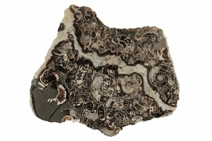 Polished Ammonite (Promicroceras) Slice - Marston Magna Marble #211372